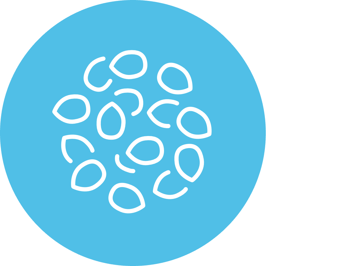 whole grain icon